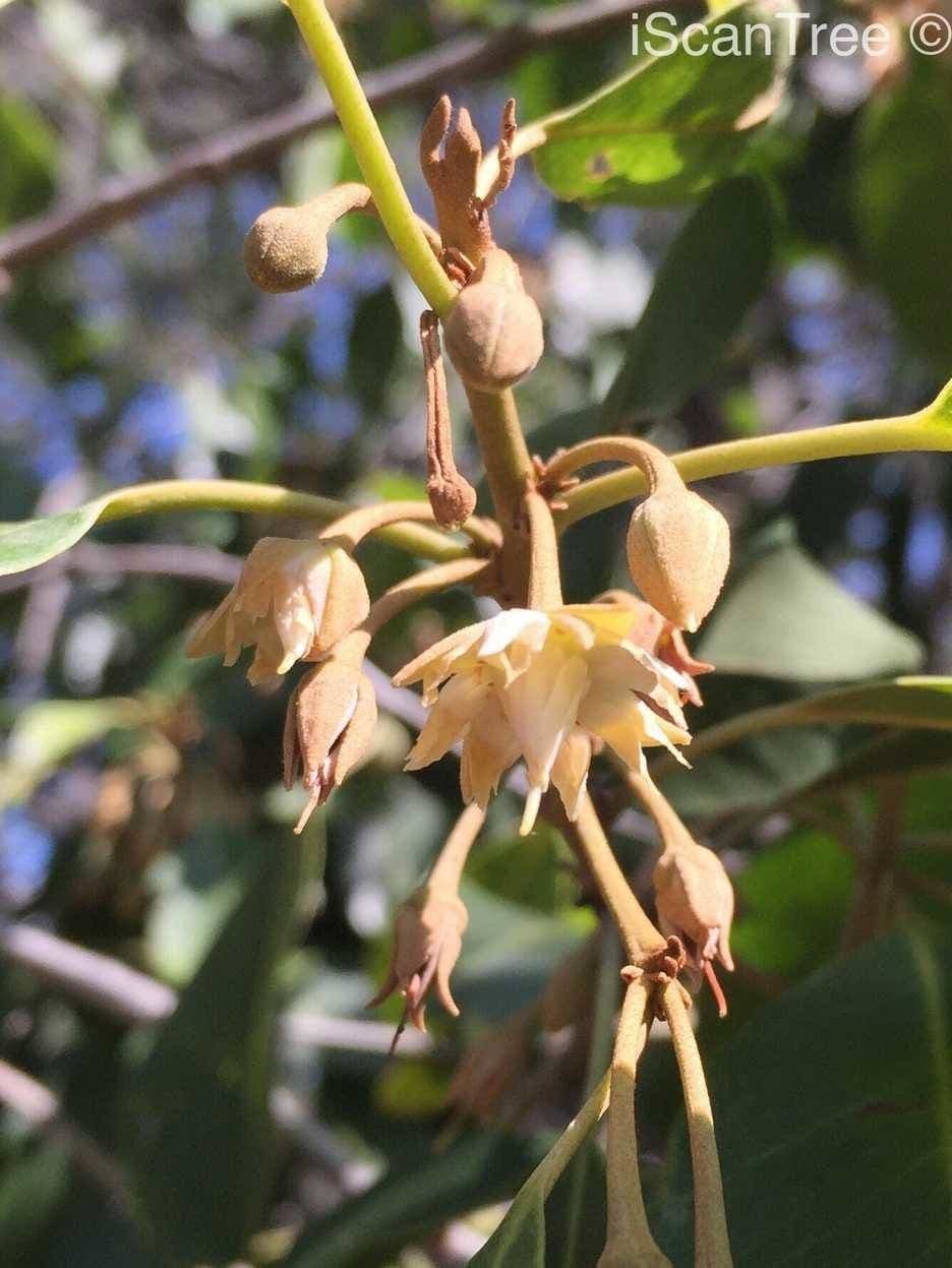 Manilkara
