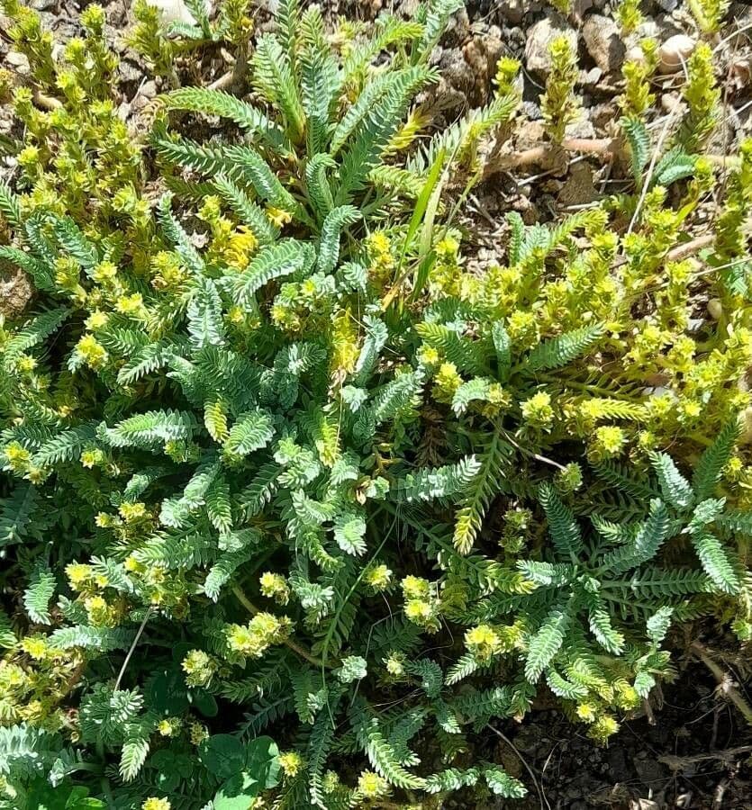 Alchemilla 2