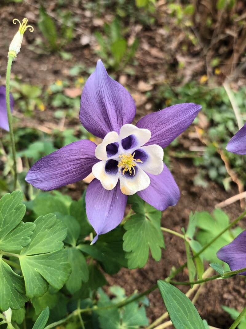 Blaue Akelei 3