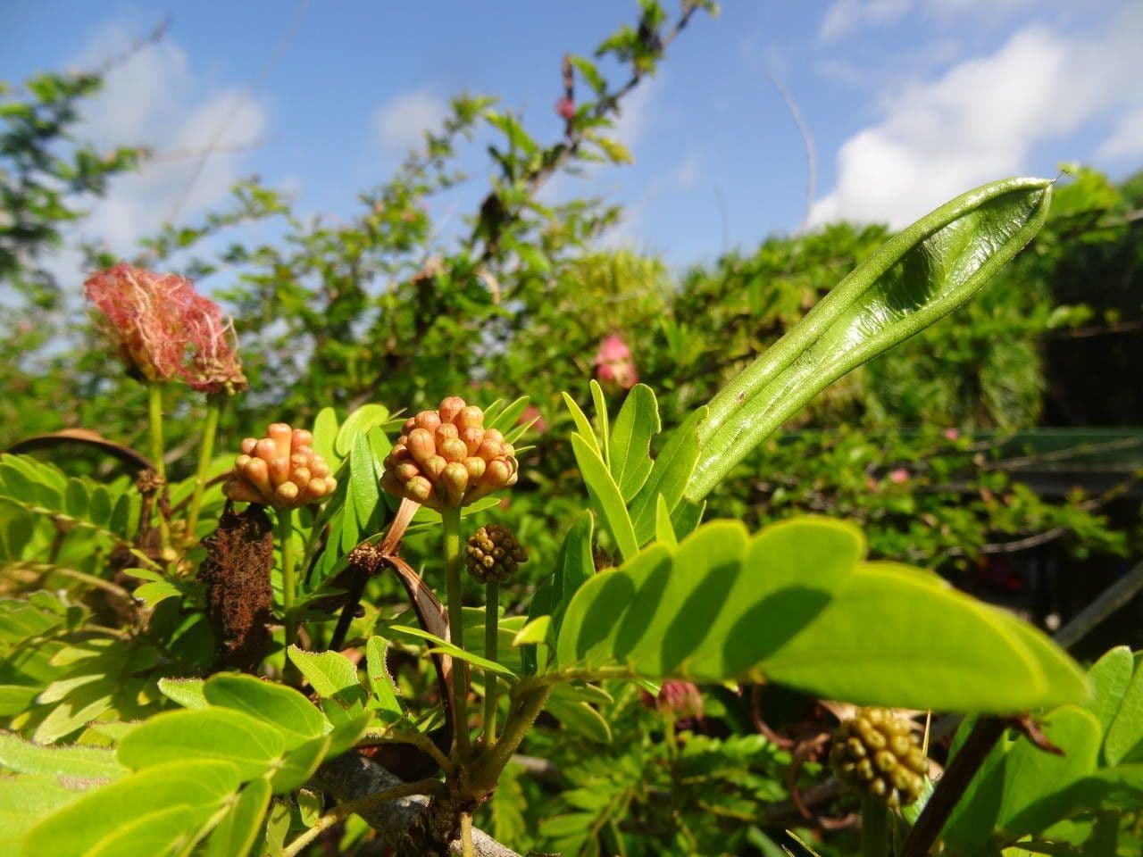 Calliandra del Suriname 14
