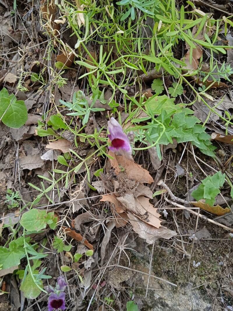 Linaria 2