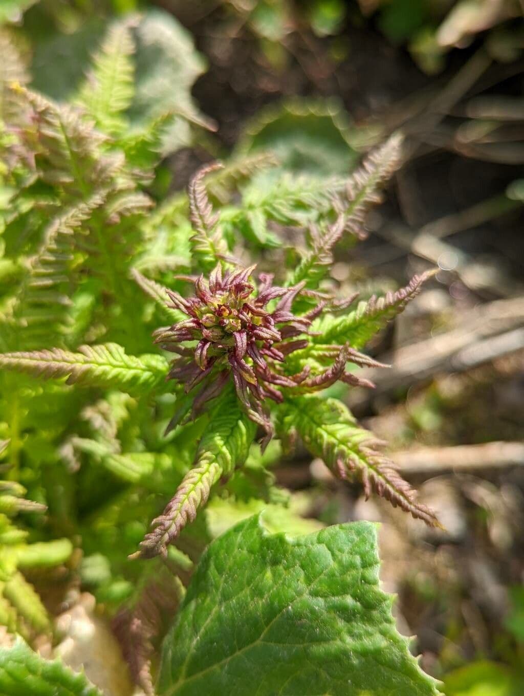 Pedicularis senza becco 27