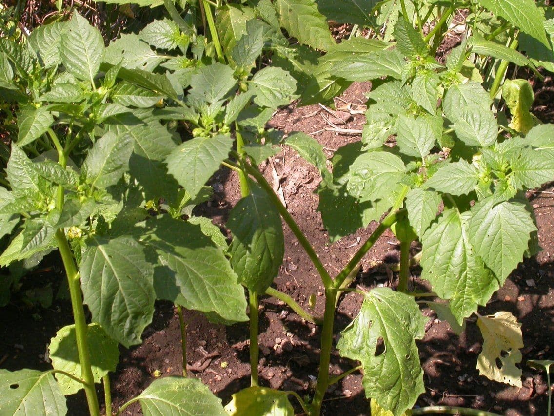 Tomatillo 13