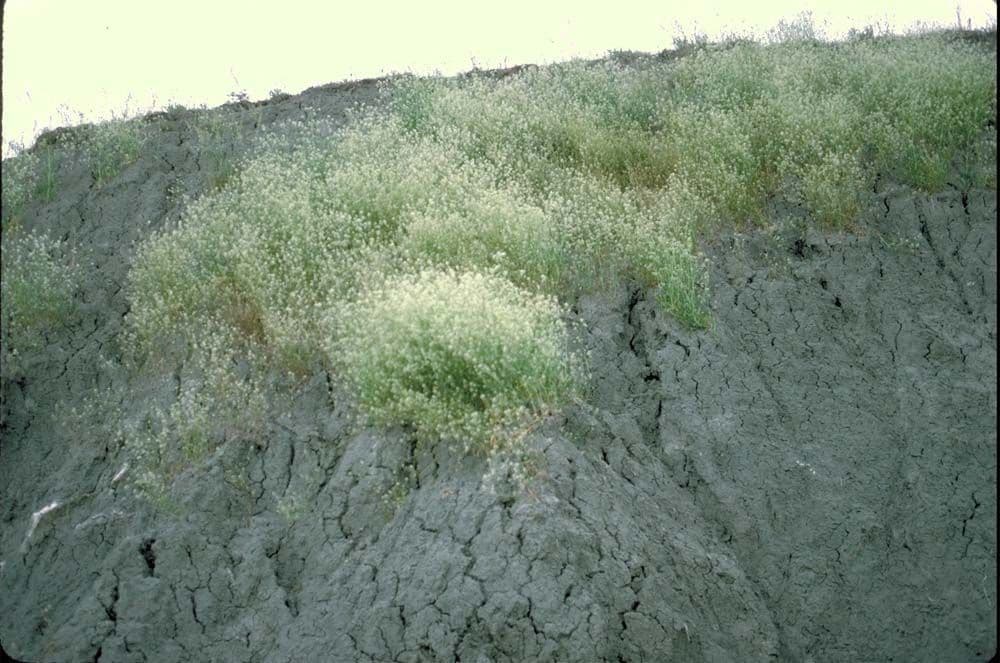 Lepidium