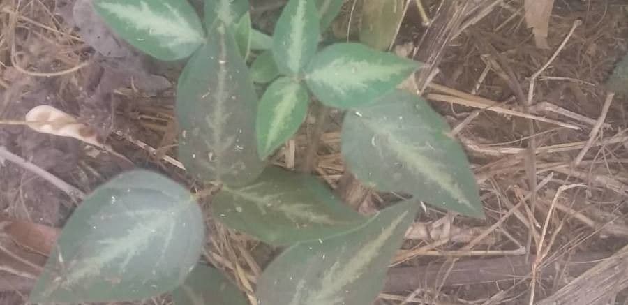 Desmodium uncinatum 11