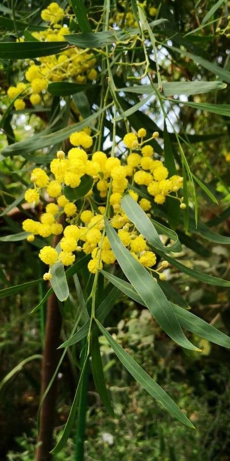Acacia