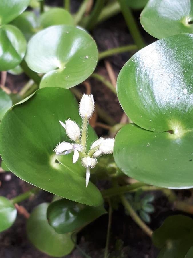 Heteranthera 4