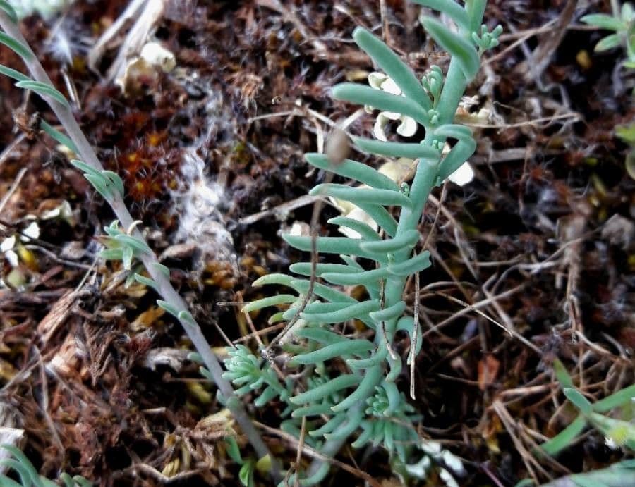 Linaria 15