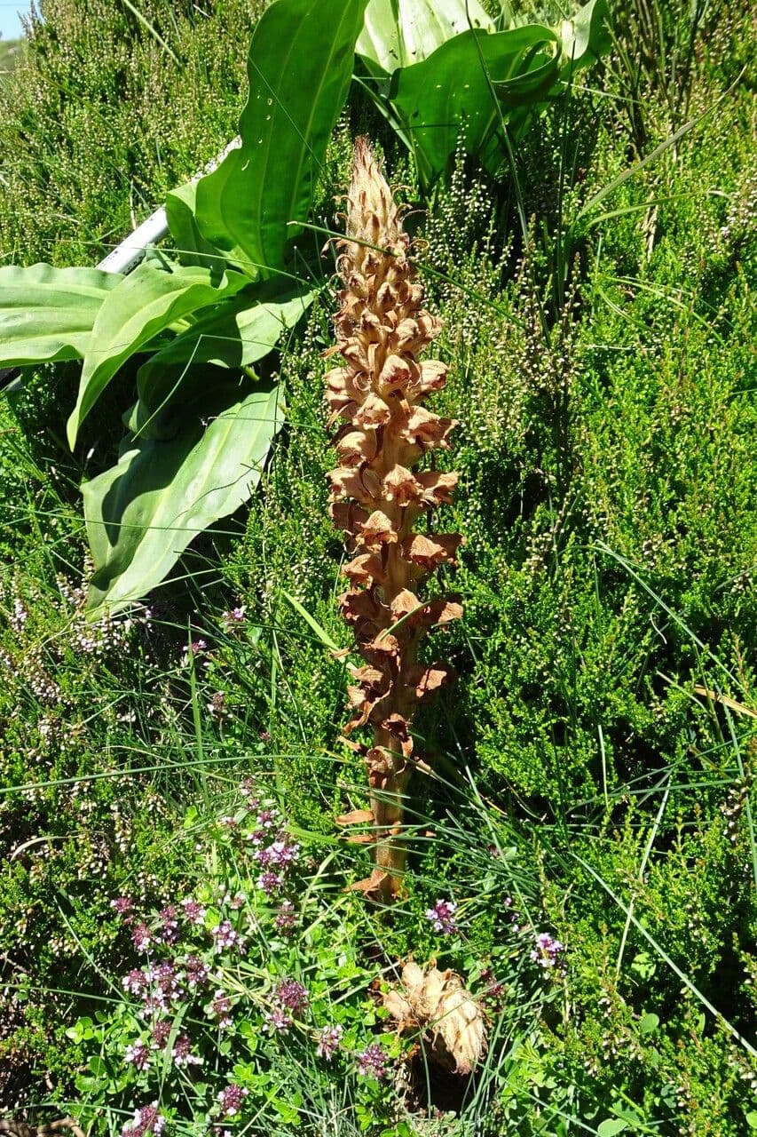 Orobanche del ginestrone 15
