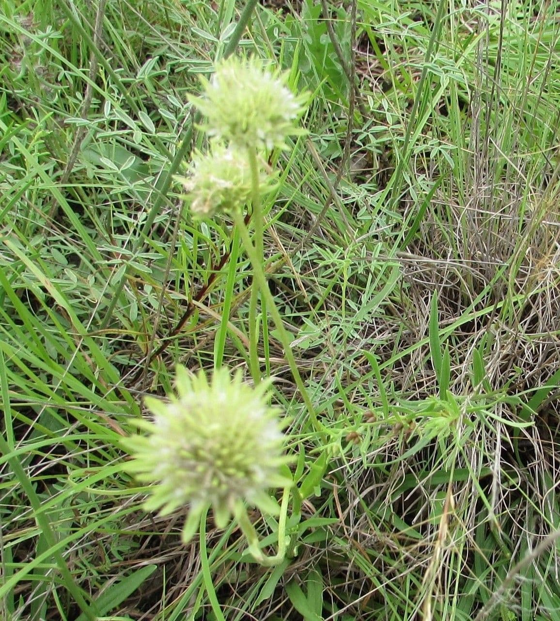 Marshallia caespitosa 6