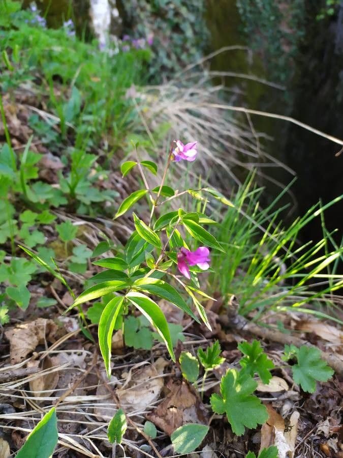 Tephrosia 7