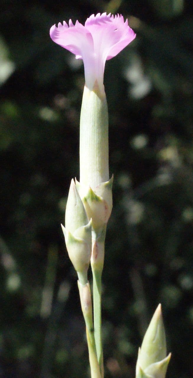 Garofano 3