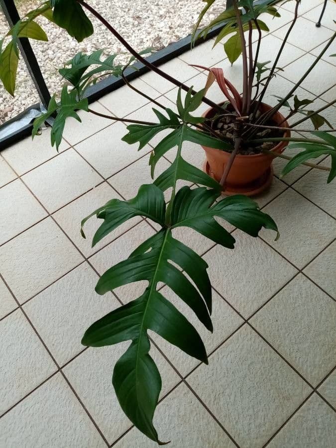 Philodendron 4