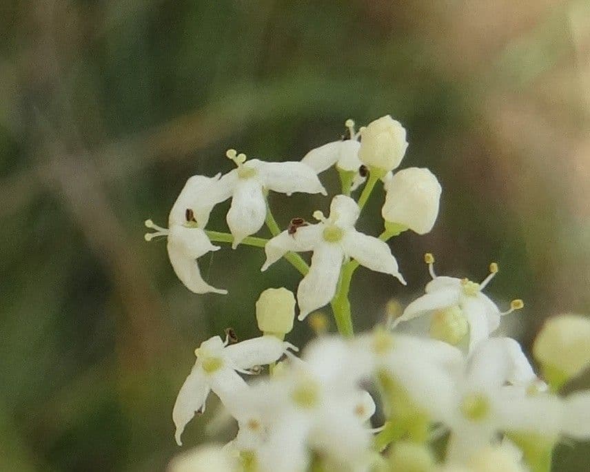 Caglio tirolese 7