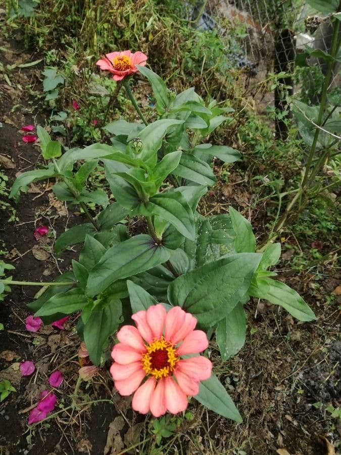 Zinnia 20