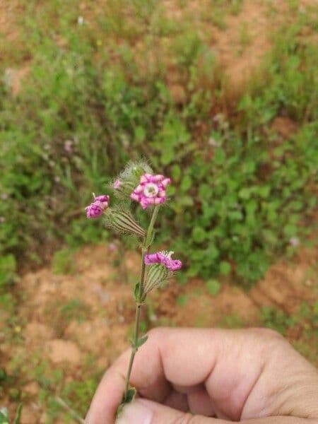 Silene bellidifolia 2