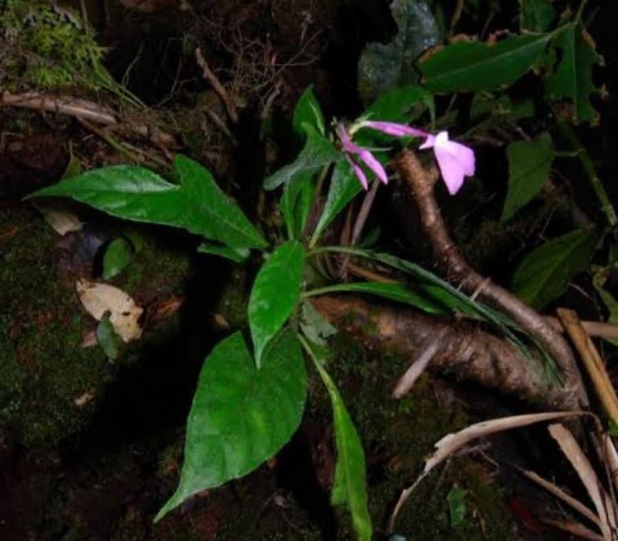 Pseuderanthemum