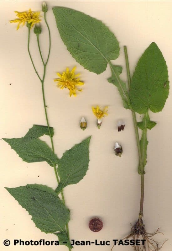 Radicchiella 9