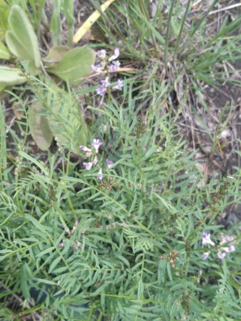 Astragalo austriaco 20
