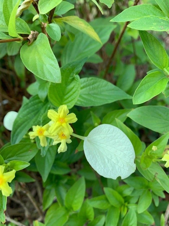 Pseudomussaenda 2
