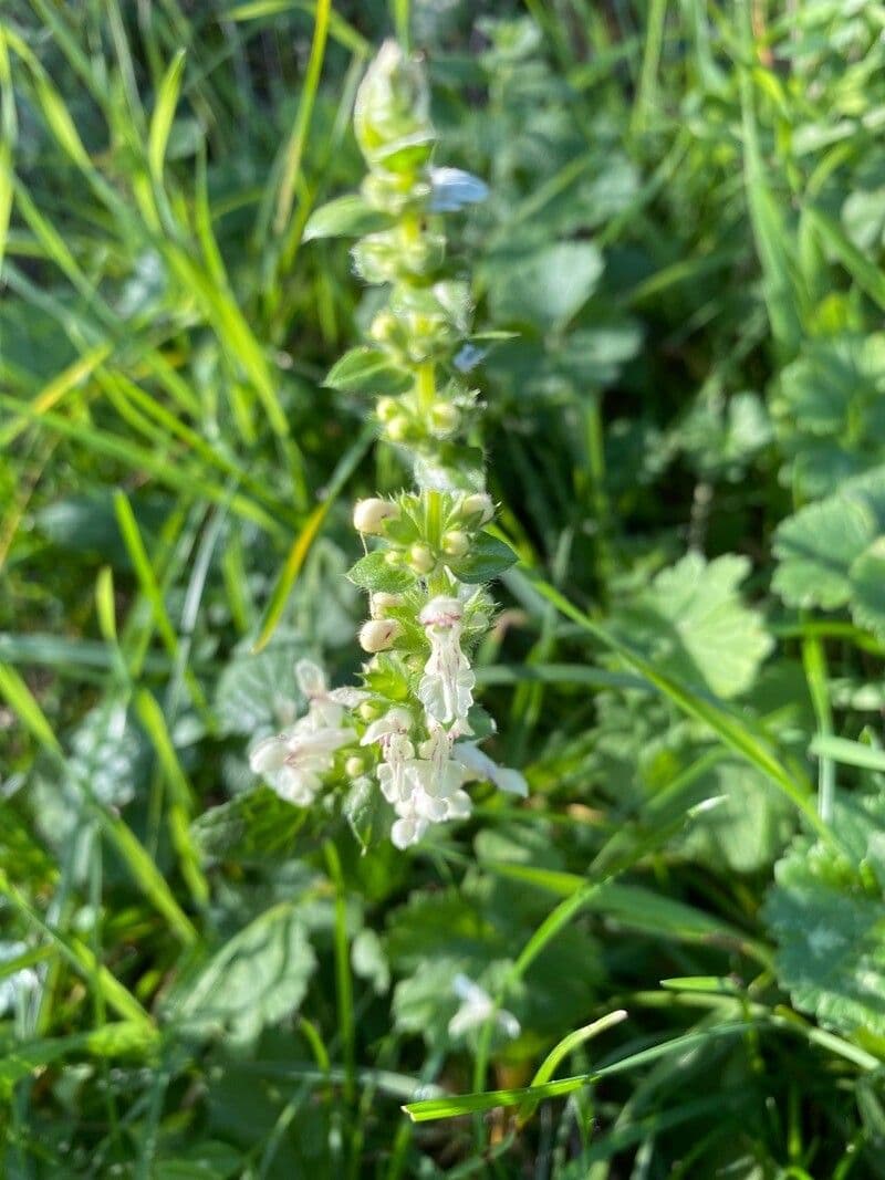 Stregona gialla 30