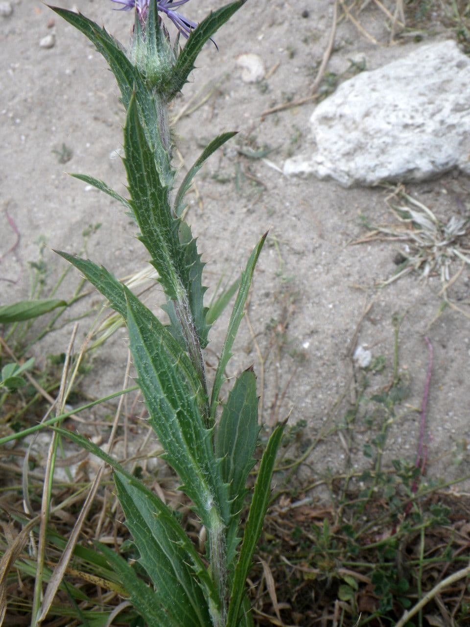 Blaue Distel 15