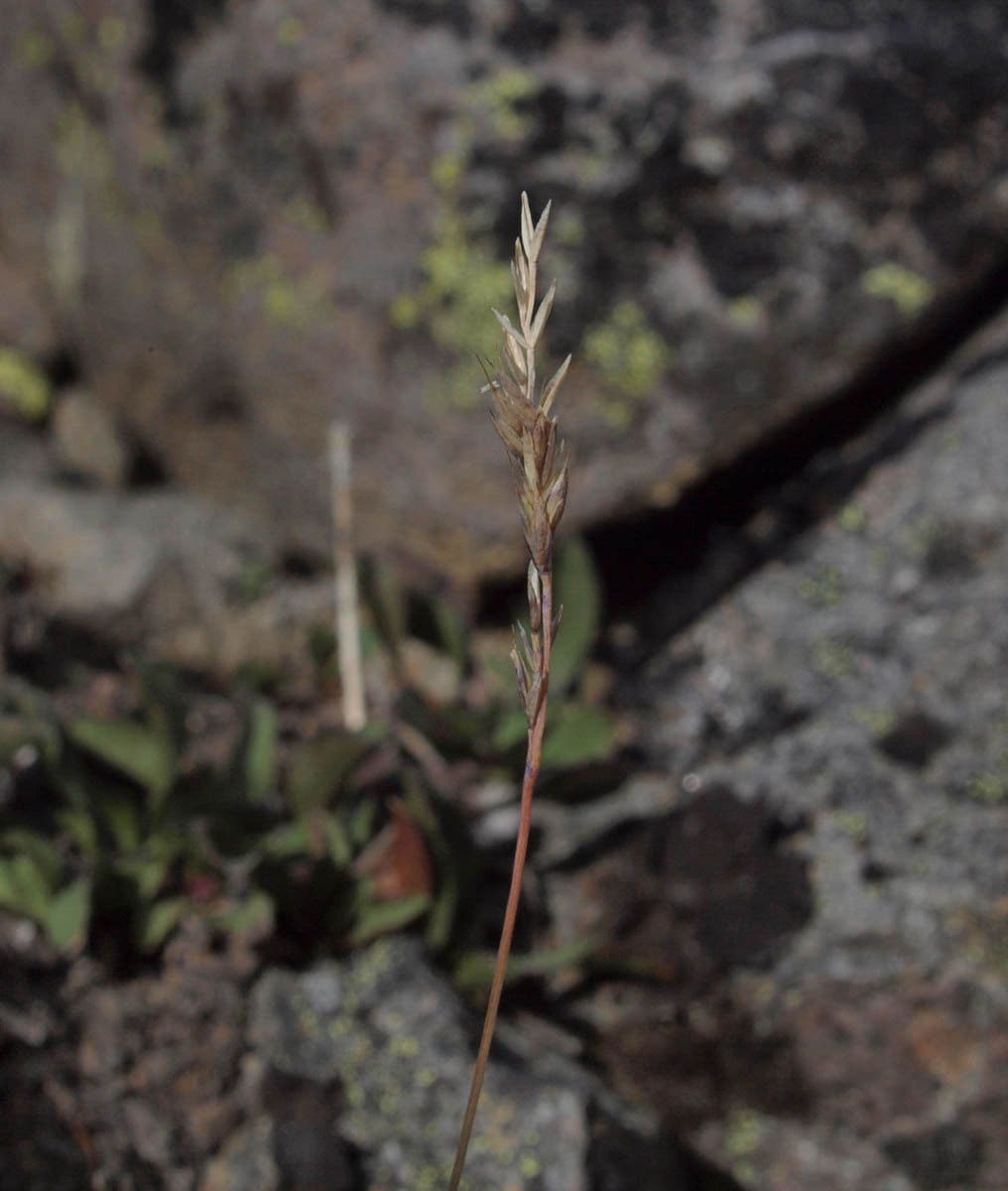 Agrostide umile