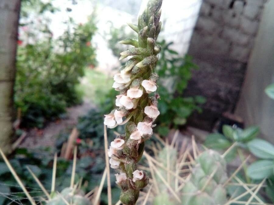 Achala Orchid