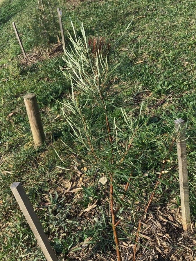 Banksia occidentale 2
