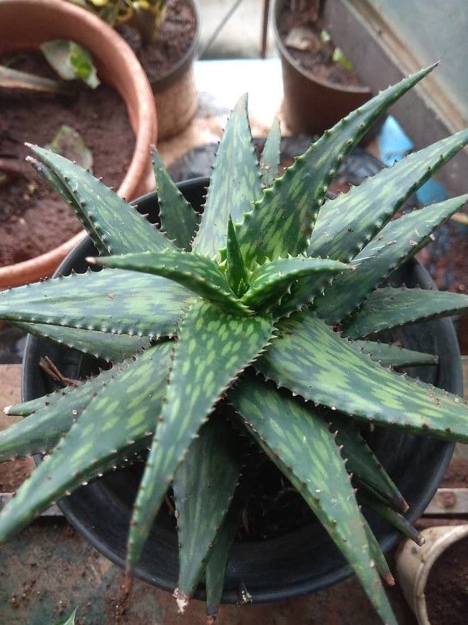 Aloe 6