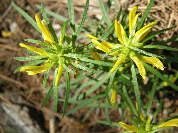 Pedicularis angustifolia 3