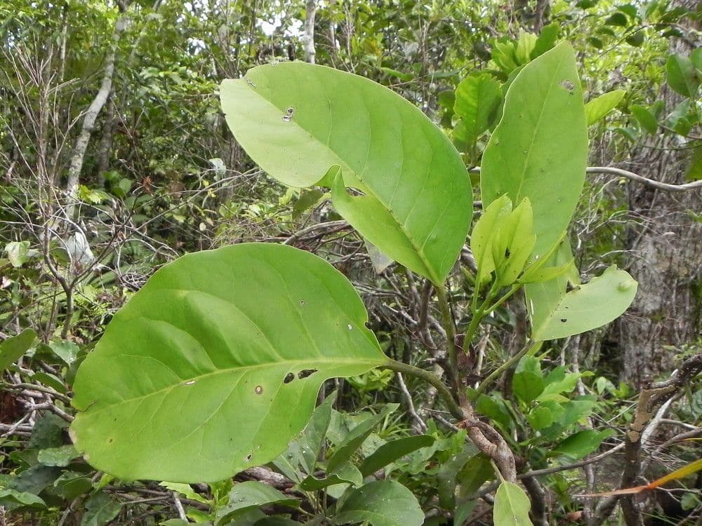 Oxera 9