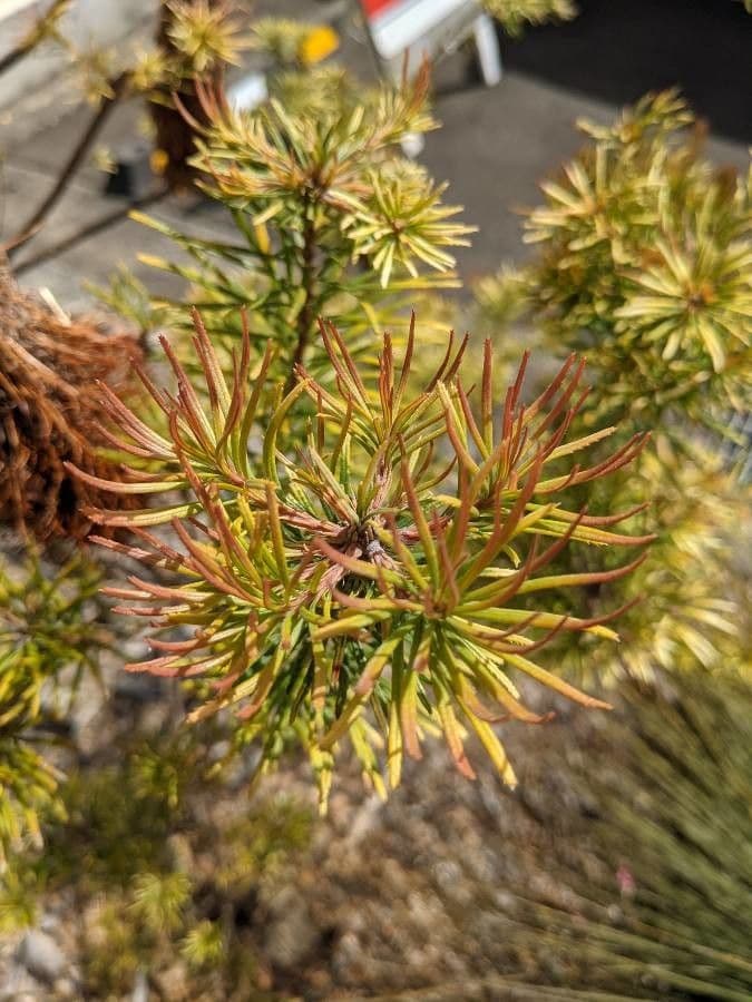 Banksia espigada 12
