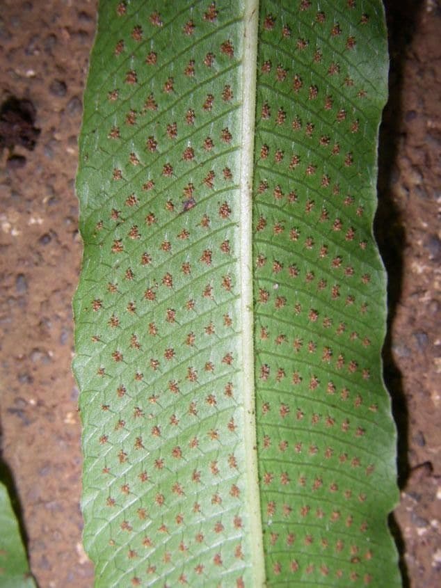 Thelypteris 7