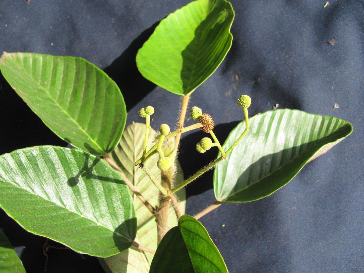 Coussapoa villosa 17