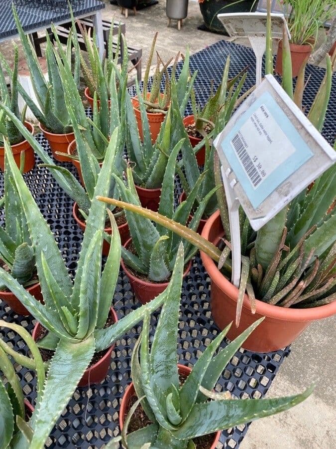 Aloe 3