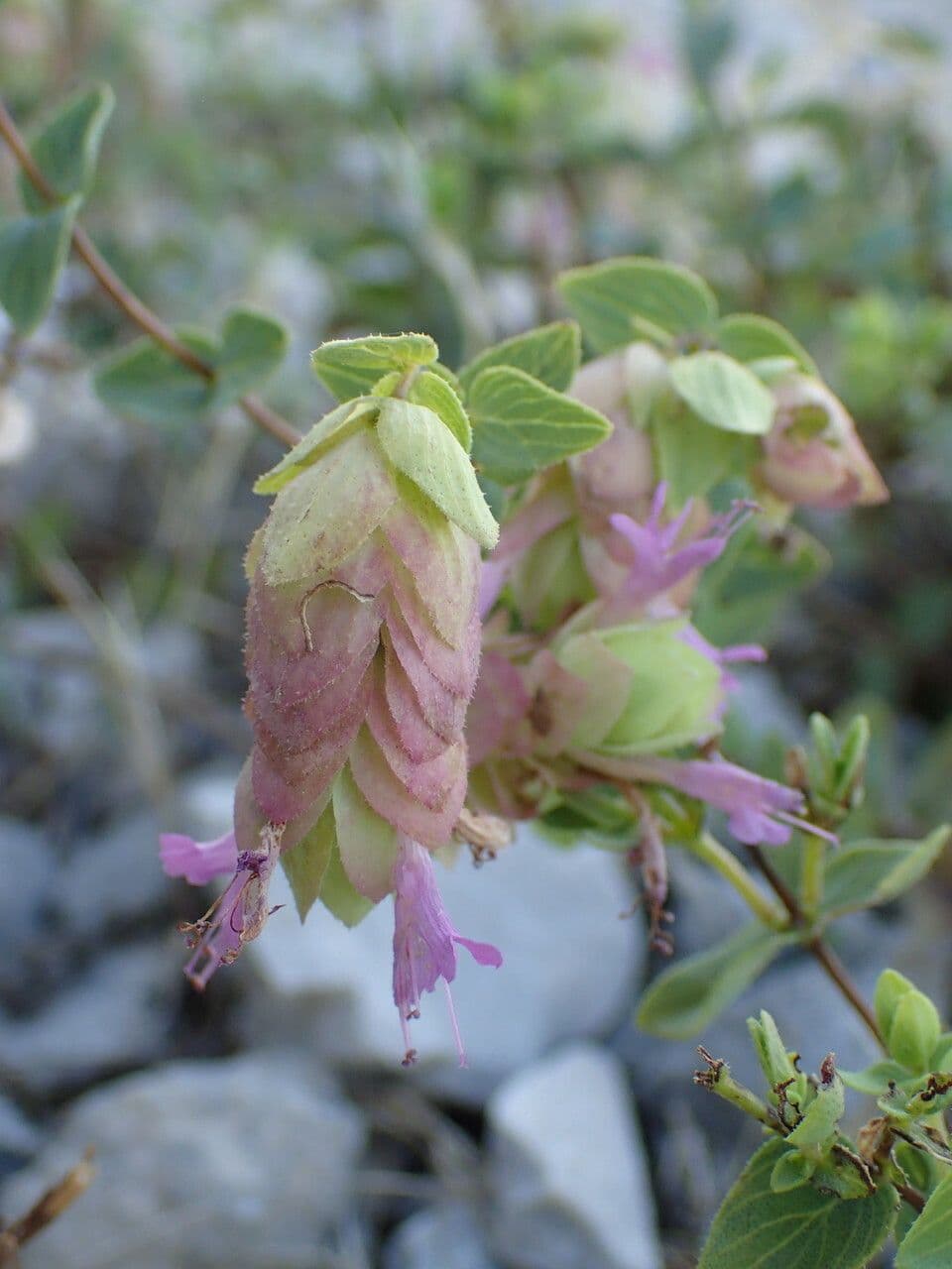 Oregano 3