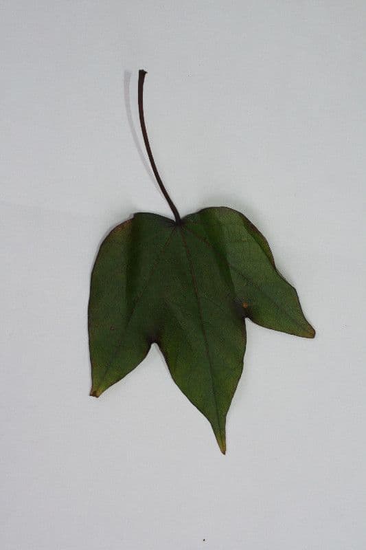 Baumwollbaum 28