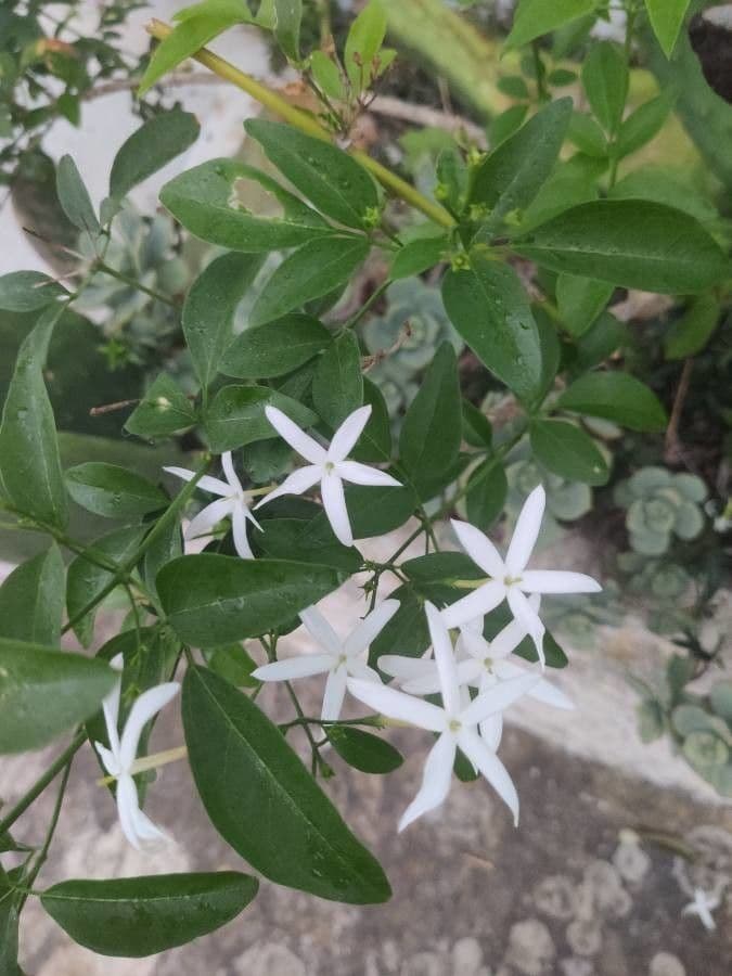Jasmin 7
