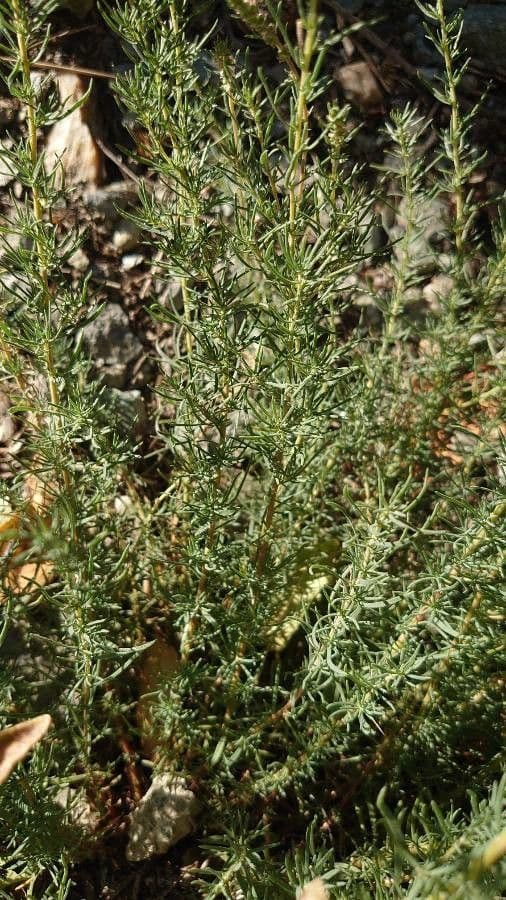 Bassia prostrata 15