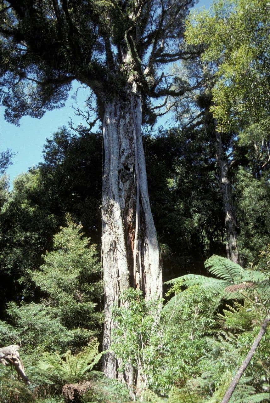 Metrosideros robusta 12