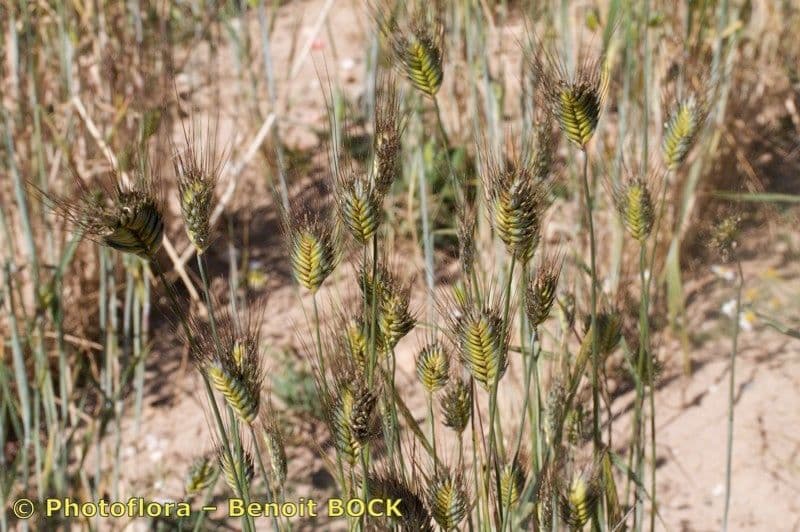 Grano monococco 11