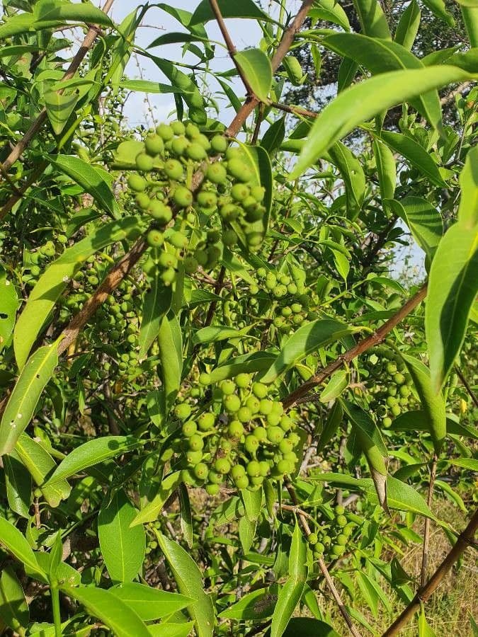 Coptosperma graveolens