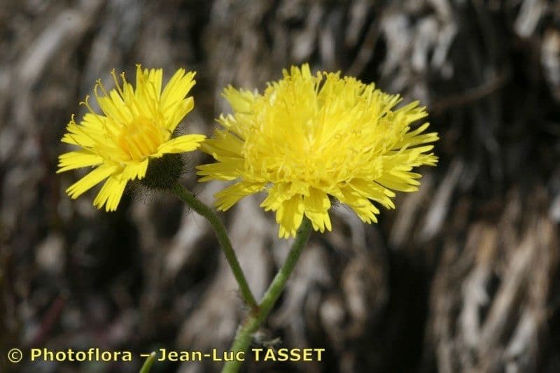 Pilosella corymbuloides 3