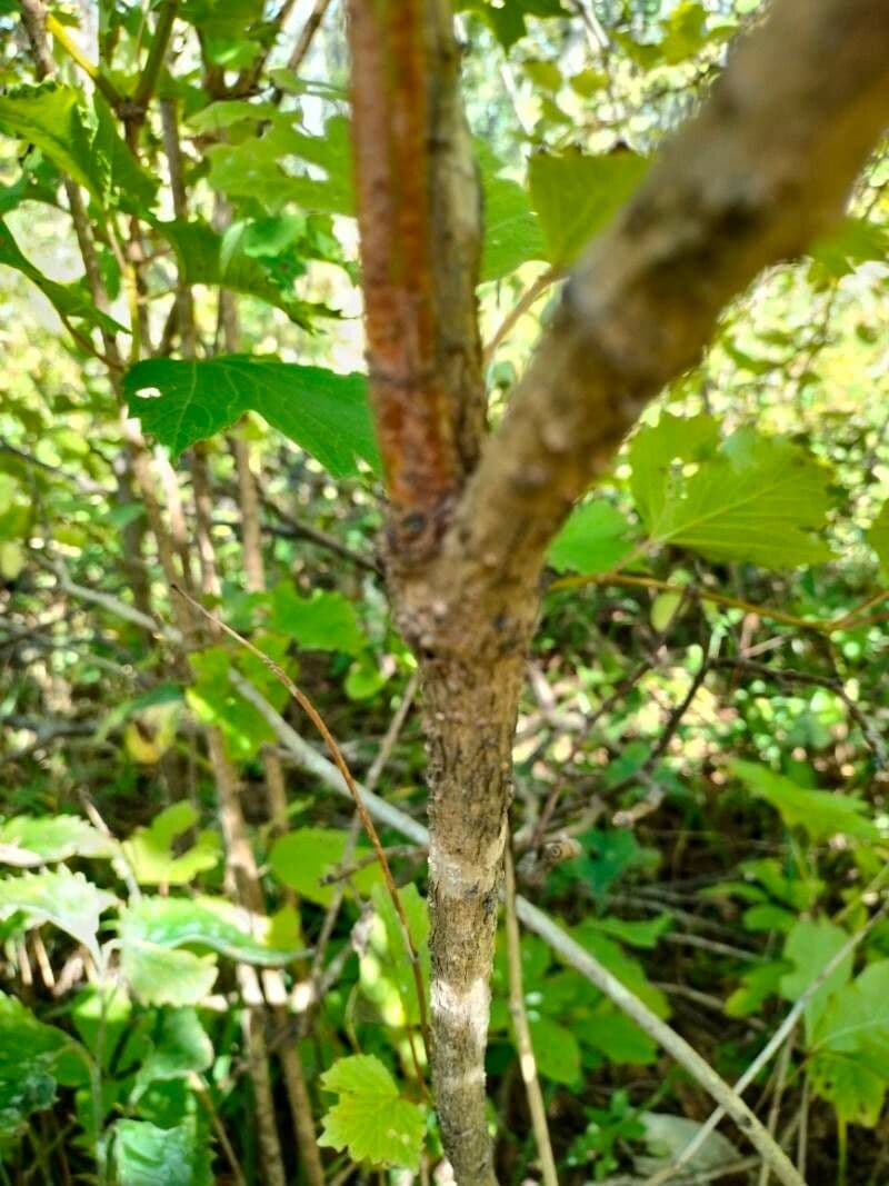 Aralia a stelo nudo 23