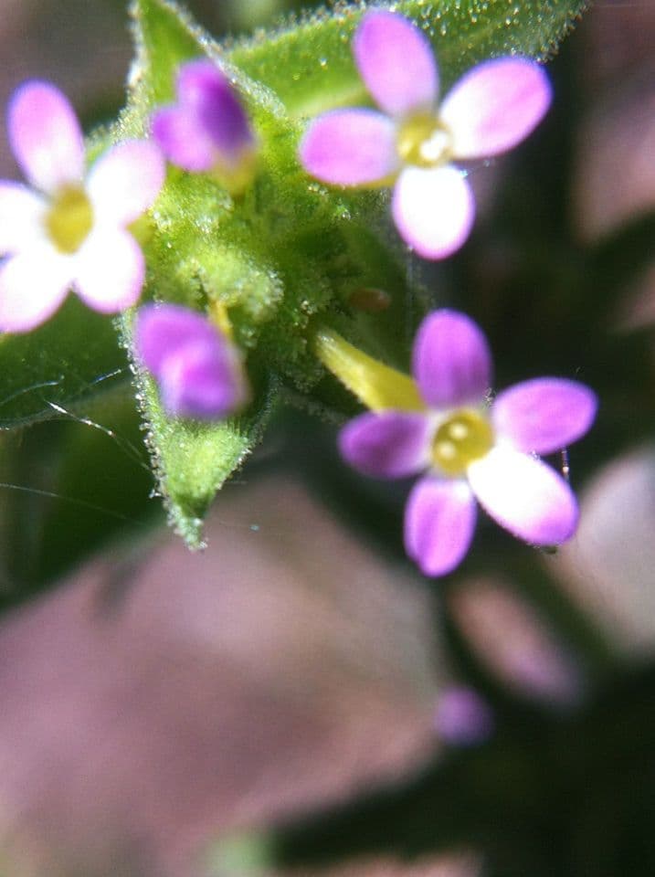 Collomia lineare 4