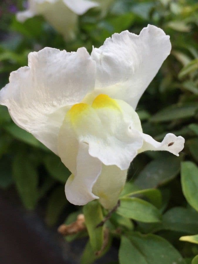 Antirrhinum molle 5