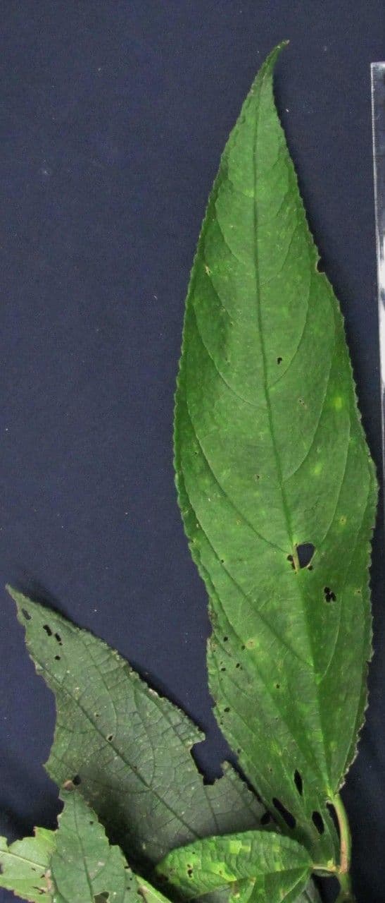 Urera simplex 25