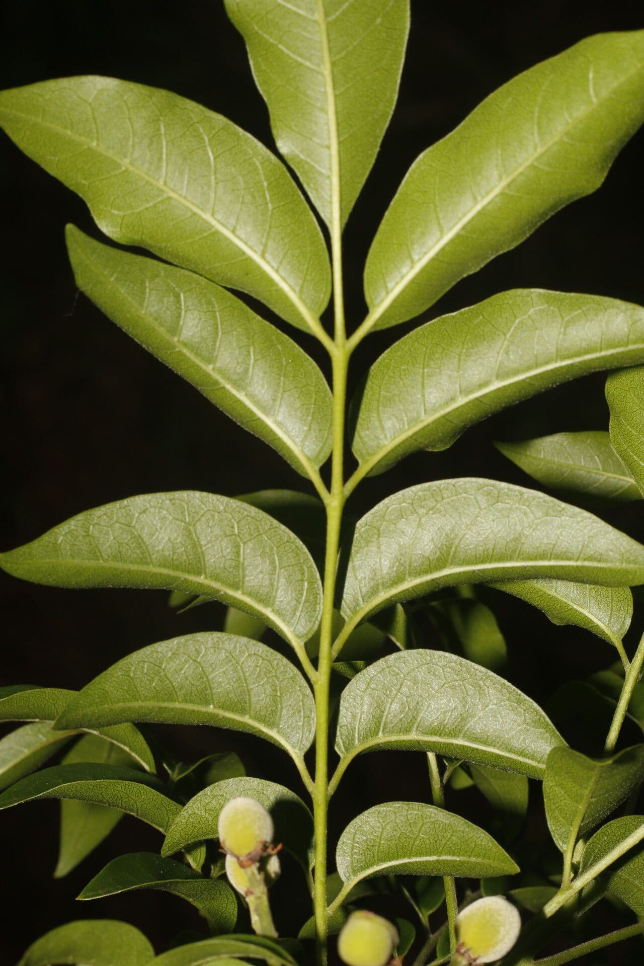 Trichilia 9