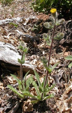 Arnica spatolata 3